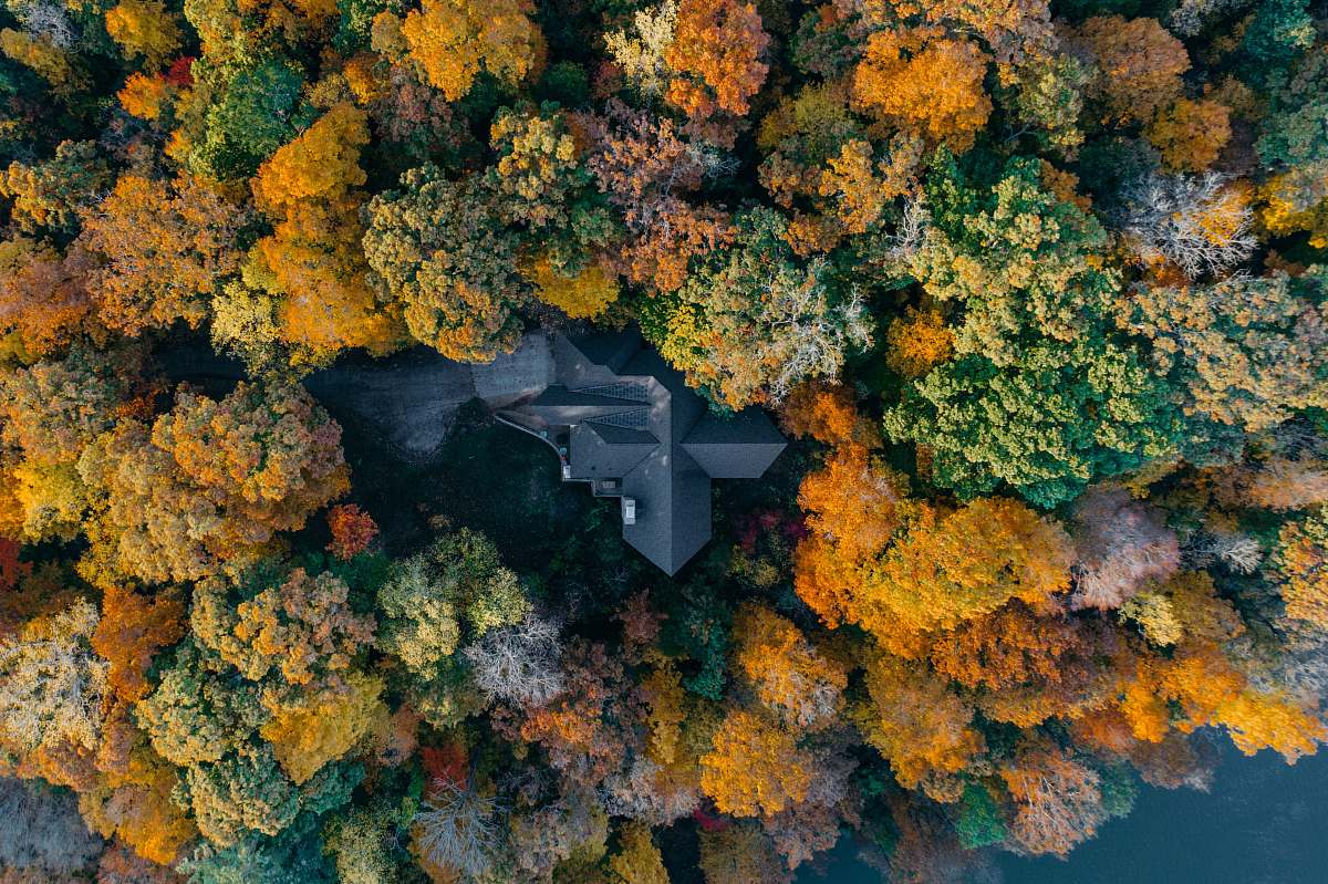 sequoyah park aerial photo of a yellow and green petaled palnts knoxville